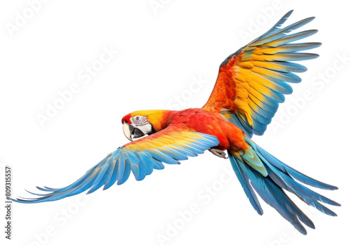 PNG Parrot fly animal macaw bird. 