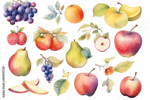 Watercolor paintings, set pictures of many types of fruits, red apples, purple grapes, green pears. white background image