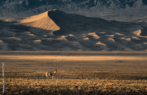 Onager (Equus hemionus) runs in the Gobi desert, in the background sand dune Khongor, Umnugobi province, Mongolia, Asia photo