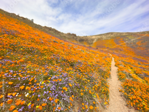 Wildflowers in spring-time superbloom with bright orange California poppies and purple lupin. Mojave Desert, California in the Spring