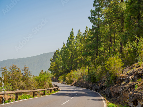 pine, green forest, lit by the golden sun, island of Tenerife against blue sky