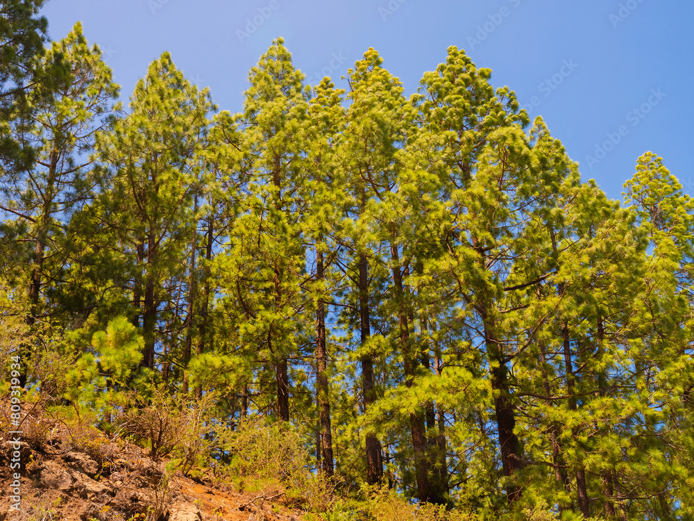 Fototapeta premium pine, green forest, lit by the golden sun, island of Tenerife against blue sky