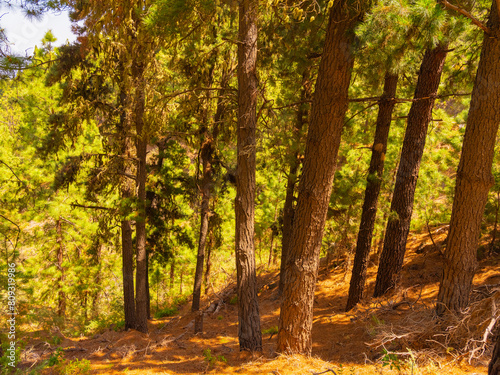 pine, green forest, lit by the golden sun, island of Tenerife against blue sky