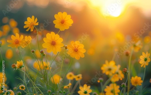 A field of yellow flowers basking in the sunlight with the sun shining in the background