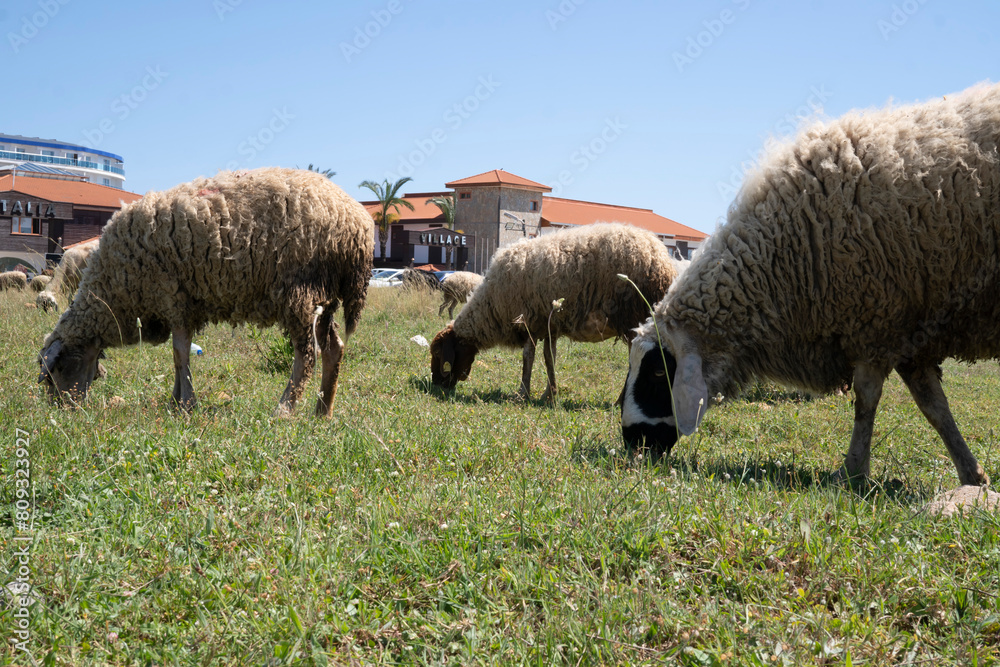 a flock of sheep grazing in a field a flock of sheep grazing in a field