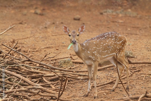 A young axis deer eats grass on dry land at a zoo photo