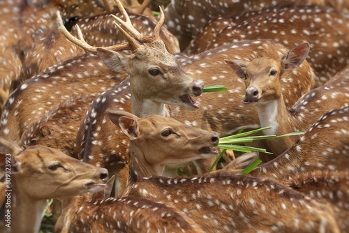 Axis deer are huddled together eating grass in a zoo
