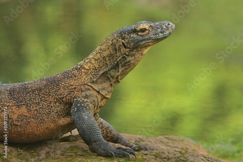 A young komodo dragon raised its head looking around the rocks