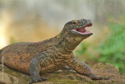 a young komodo dragon roamed the rocks while opening its mouth