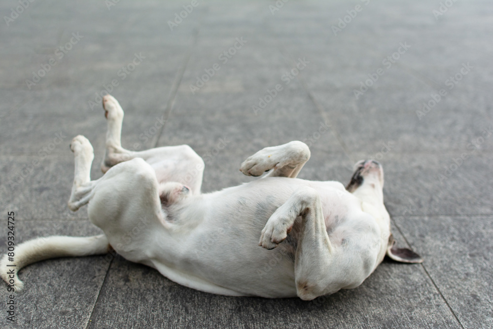 Fototapeta premium White dog lying on the street playing.
