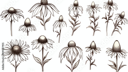 Sketches of Echinacea plants. A set of detailed con photo