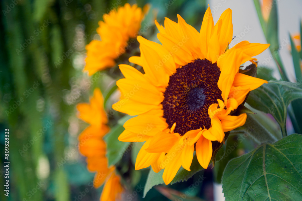 Obraz premium Beautiful sunflowers surrounded by natural light in an indoor space, serving as natural adornments and complements, embodying love and affection.