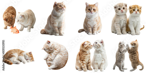 Scottish fold cat transparent isolated set in 3d png using for presentation.