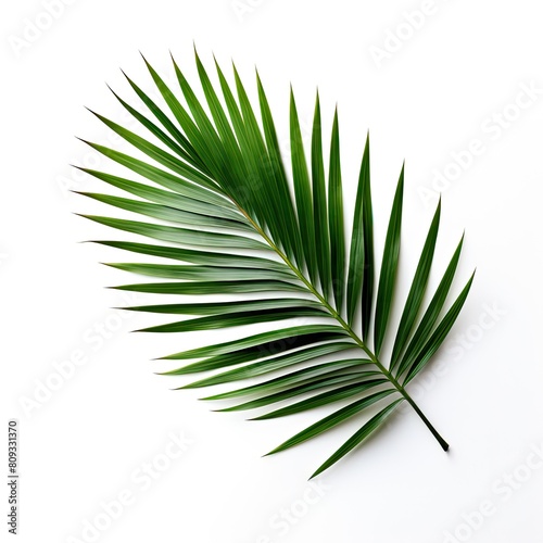 Palm Leaf On White Background  Generative AI