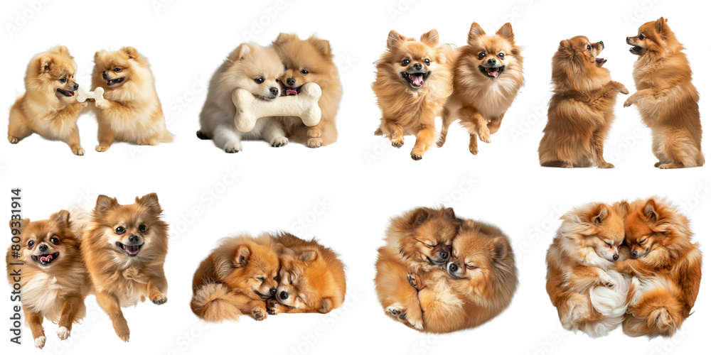 Set of Pomeranian dog png mockup in 3d without backoground for decoration.