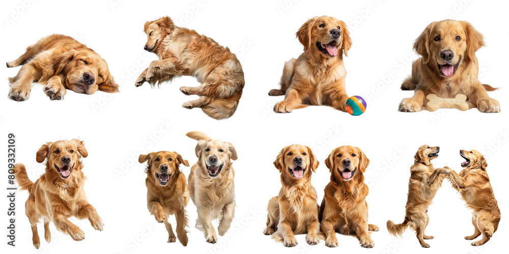 Fototapeta premium Golden retriever dog png collection set no background for sample decoration.