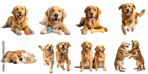 Golden retriever dog transparent isolated set in 3d png using for presentation.