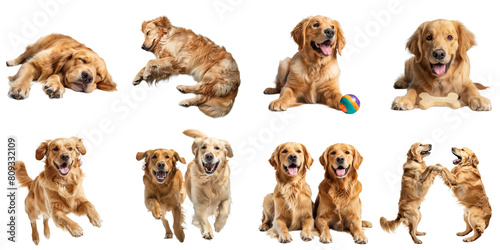 Golden retriever dog png collection set no background for sample decoration.