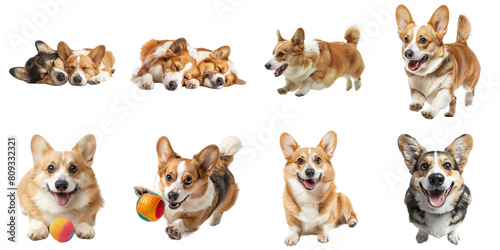 Corgi dog transparent isolated collection in 3d png for all purpose.