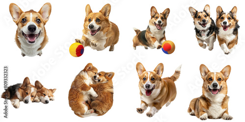 Corgi dog png collection set no background for sample decoration.