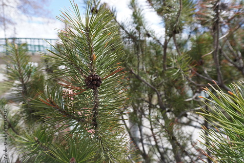 Pine tree in early summer