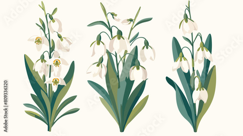 Snowdrops first spring flowers. Galanthus nivalis r