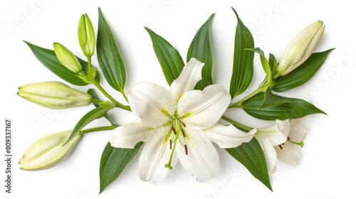 White Oriental Lily Flowers Leaves and Buds on White Background