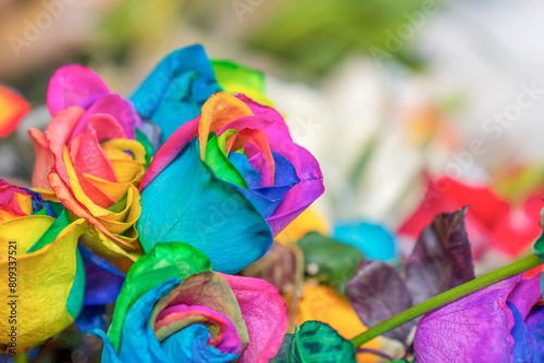 Artificially dyed rainbow roses in the flower market in Cuenca, Ecuador