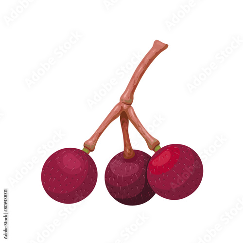 Vector illustration, Grewia asiatica, commonly known as phalsa or falsa, isolated on white background.