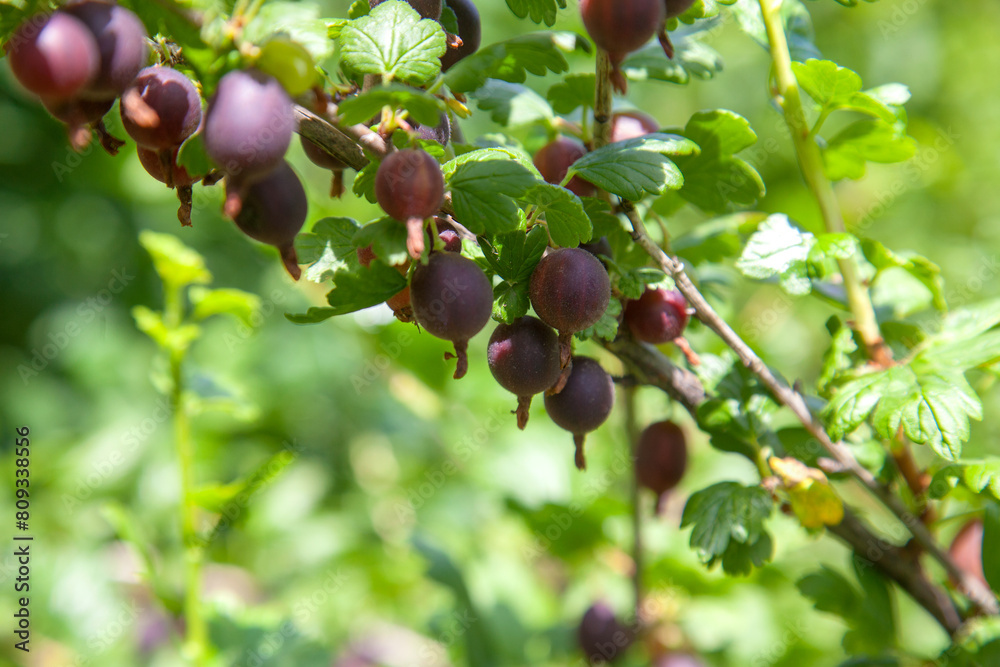 Ripe gooseberries in the garden on the bush. . Ripe gooseberries in the garden on the bush. .