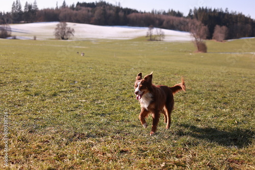 A dog is running in a field with a bright blue sky in the background