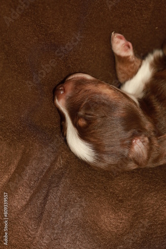 A brown and white puppy is sleeping on a brown couch