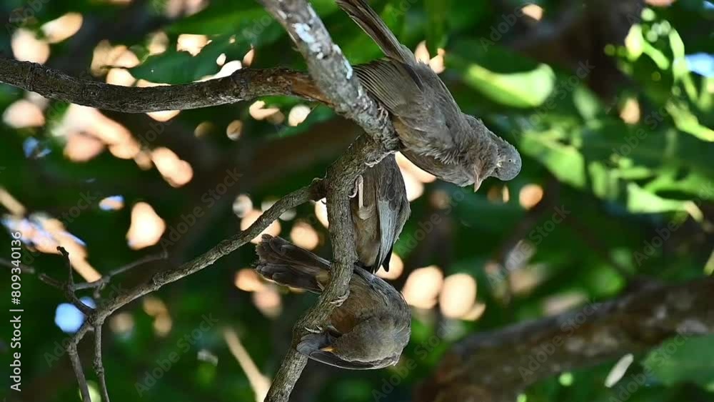 Babblers on a branch Babblers on a branch