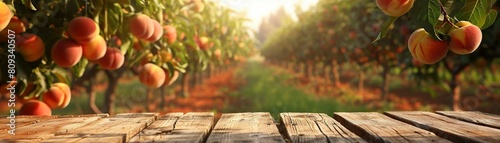 Scenic orchard filled with ripening peaches wooden table in the foreground photo