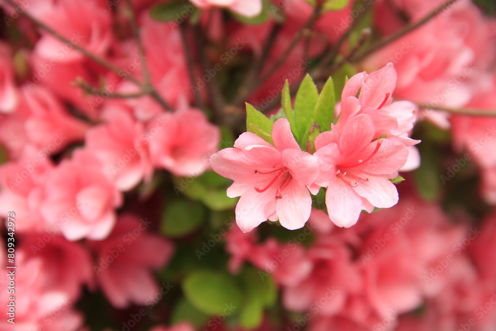 Obraz premium japan diaries