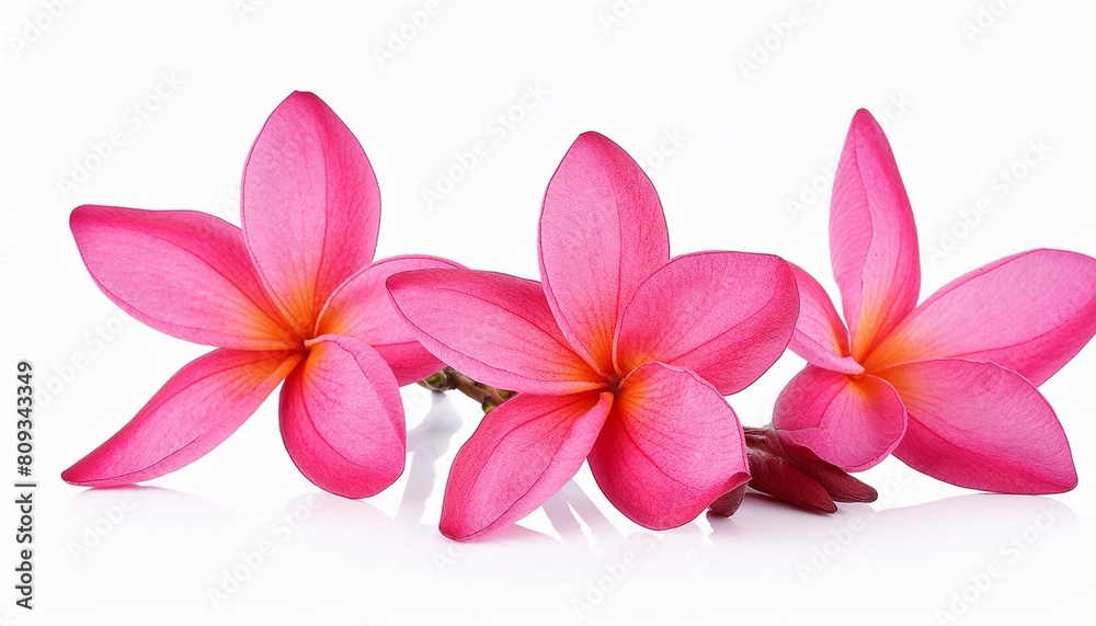 pink plumeria or frangipani flowers isolated on white background