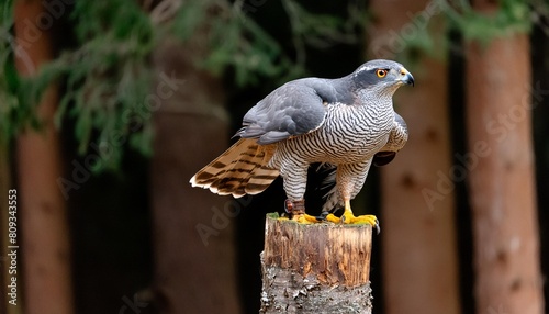 northern goshawk accipiter gentilis sitting on a pole in the forest of noord brabant in the netherlands with a black background photo