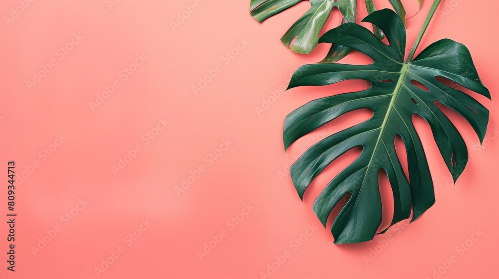 Obraz premium A monstera leaf on the right side of an empty pink background in a flat lay, with a banner including a copy space area for design and text.