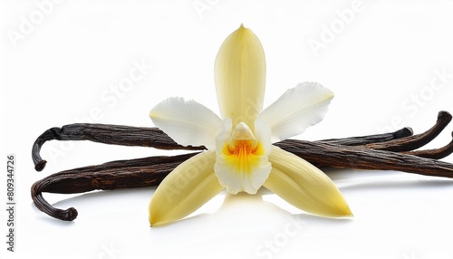 tender vanilla flower and dry vanilla pods isolated on white background