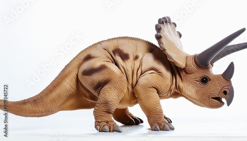 triceratops horridus dinosaur isolated on white background