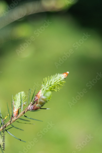 Douglas fir (Pseudotsuga menziesii) © Connor