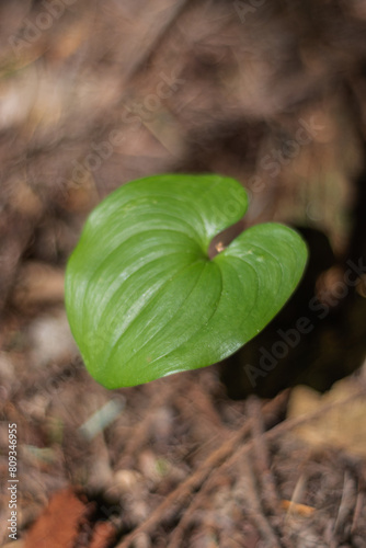 False lily of the Valley (Maianthemum dilatatum) photo