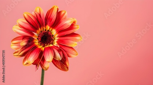 Vibrant red and yellow flower contrasting against a soft pink background