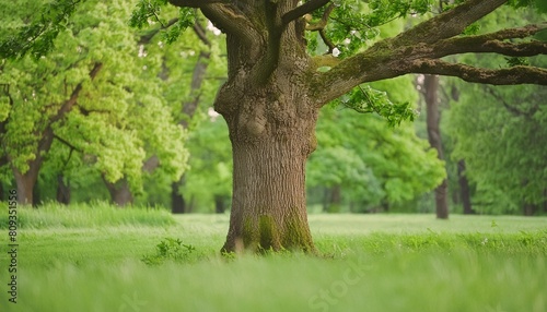 beautiful old red oak quercus rubra in the middle of a green meadow in the park photo