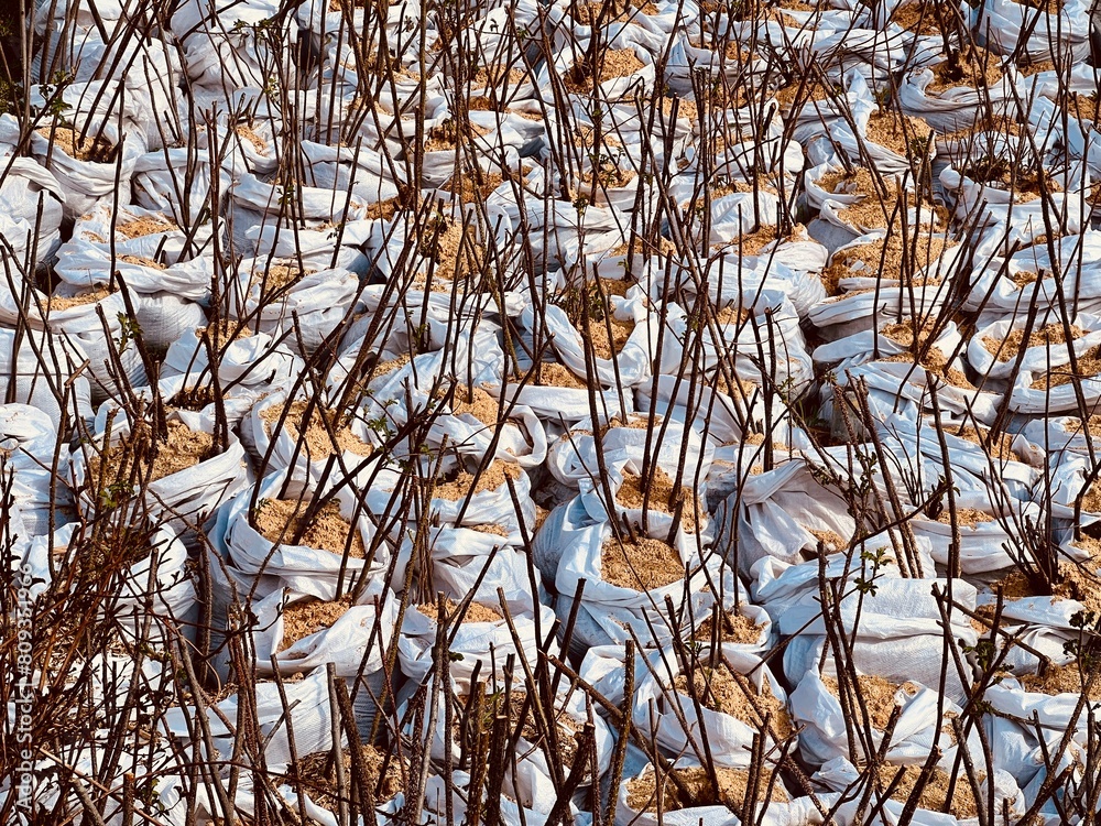 custom made wallpaper toronto digitalBalled tree saplings wrapped in plastic ready for planting