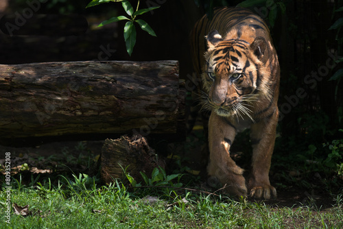 Sumatra Tiger Lurking on the shadows