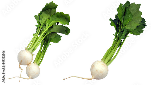 蕪の切り抜き素材／Shandong mustard cutout material／산동채 자르기 소재／PNG