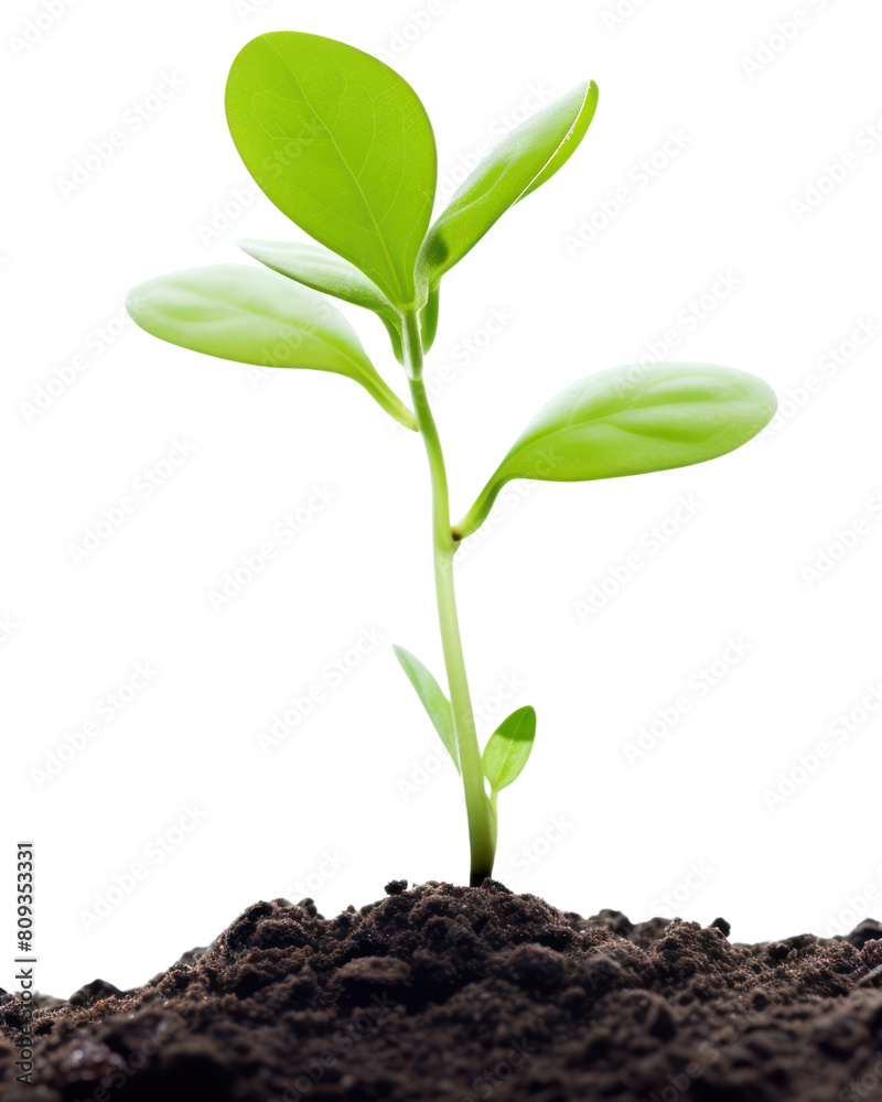 PNG Agriculture beginnings cultivated freshness PNG Agriculture beginnings cultivated freshness