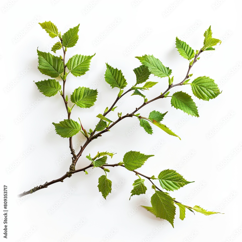 Elm Tree  On White Background, Generative AI