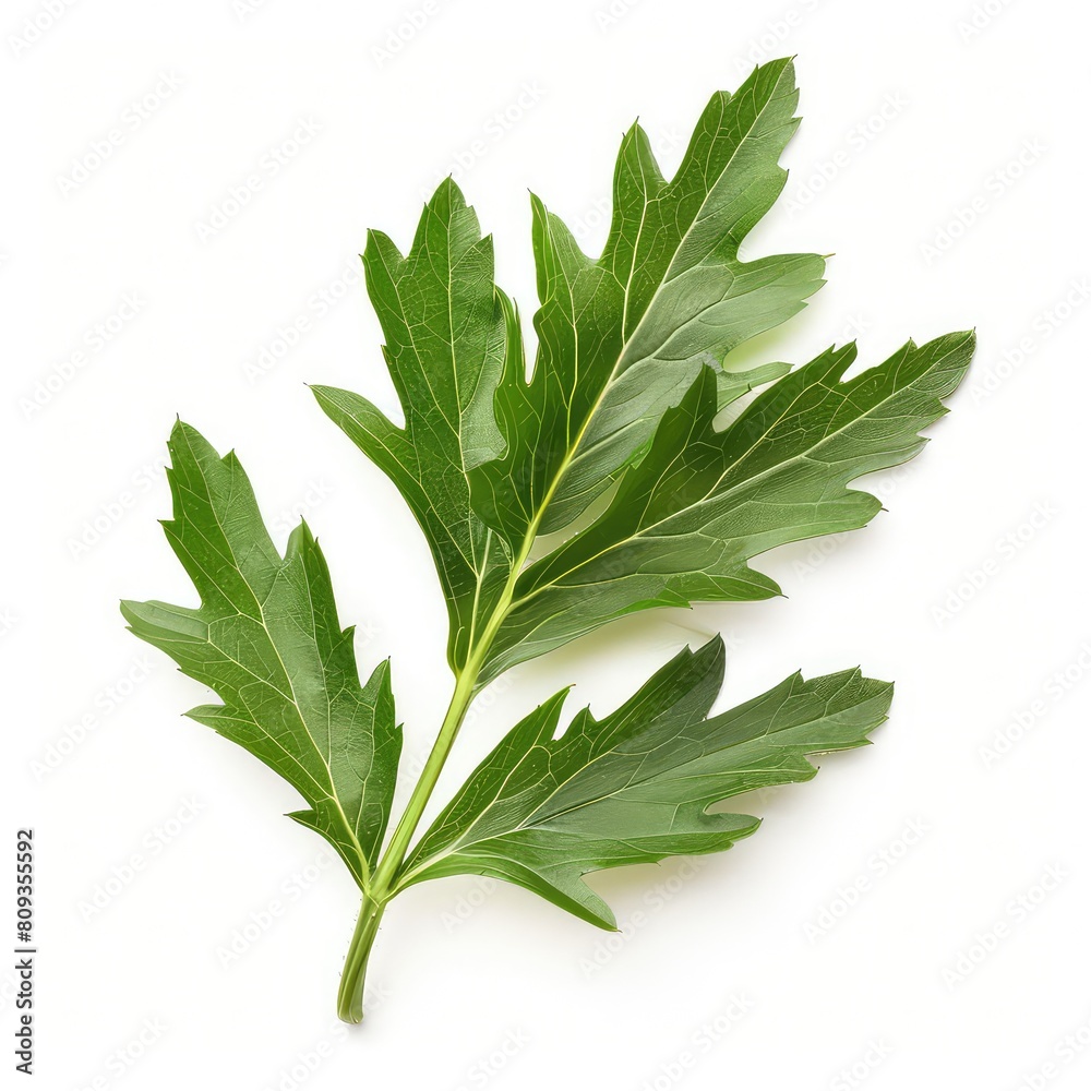Green Wormwood Leaf On White Background, Generative AI Green Wormwood Leaf On White Background, Generative AI